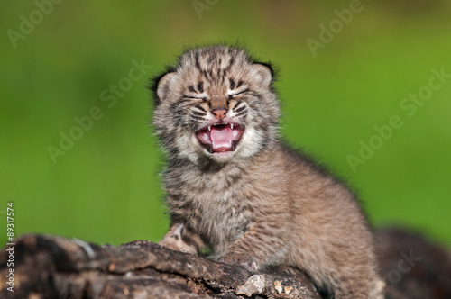 Baby Bobcat Kit (Lynx rufus) Cries Atop Log Poster