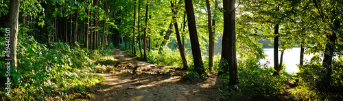 Fototapeta trail in the forest