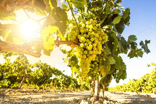 Poster White wine grapes in vineyard on a sunny day