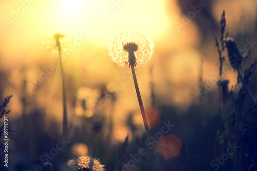dandelion-pole-nad-zmierzchu-tlem