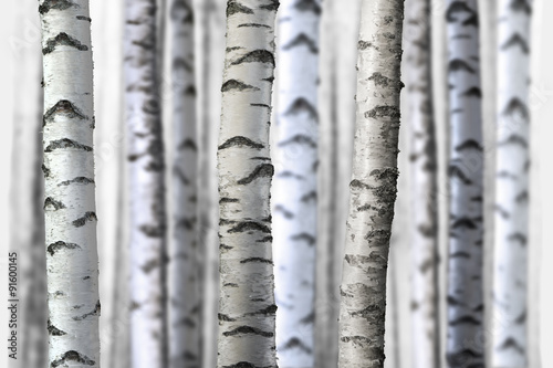 seamless birch trees