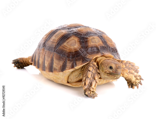 "turtle on white background" Stock photo and royalty-free images on