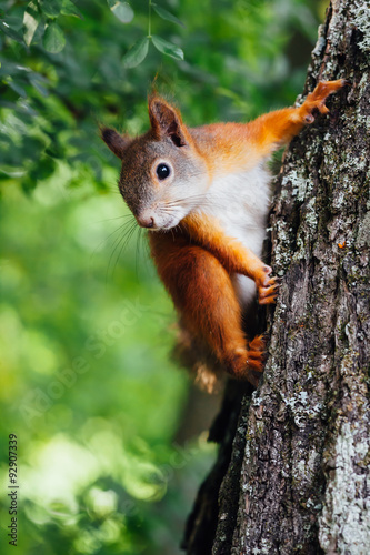 squirrel on a tree, green bokeh background Poster