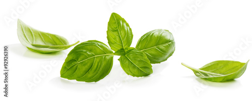 Green leaves of basil