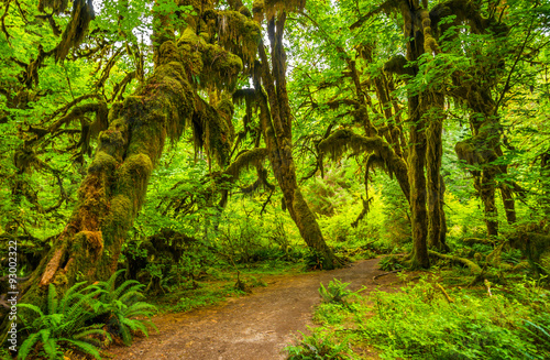 hoh-foret-tropicale-dans-le-parc-national-olympique-washington