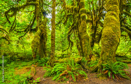 hoh-foret-tropicale-dans-le-parc-national-olympique-washington