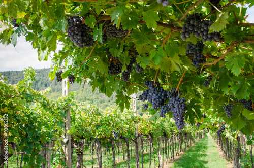 Vendemmia, grappoli di uva rossa per amarone in veneto a Verona