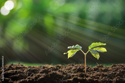 Young plant in the morning light on nature background