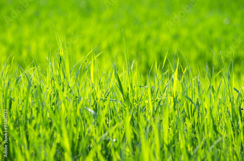 Green grass