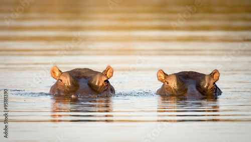 Obraz na płótnie Two hippos in the water