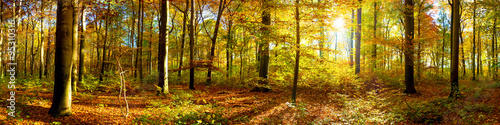 panorama-lasow-z-promieniami-slonca