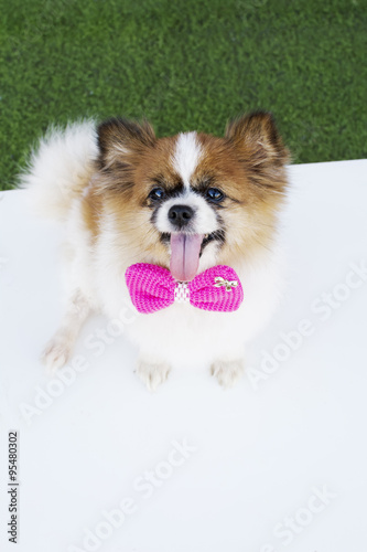 half shih tzu half pomeranian quot it half breed of pomeranian and shih tzu dogs quot stock photo and royalty half shih tzu half pomeranian quot it half breed of pomeranian and shih tzu dogs quot stock photo and royalty