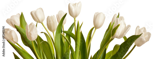 Fototapeta Spring Tulips in white