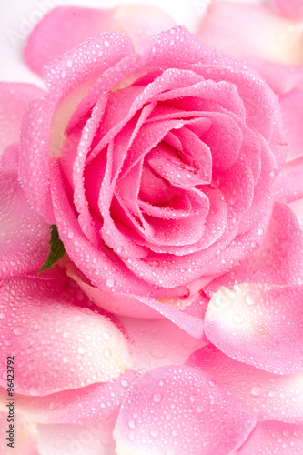 zakonczenie-rozowi-rozanych-petails-up-zakrywajaca-rosa
