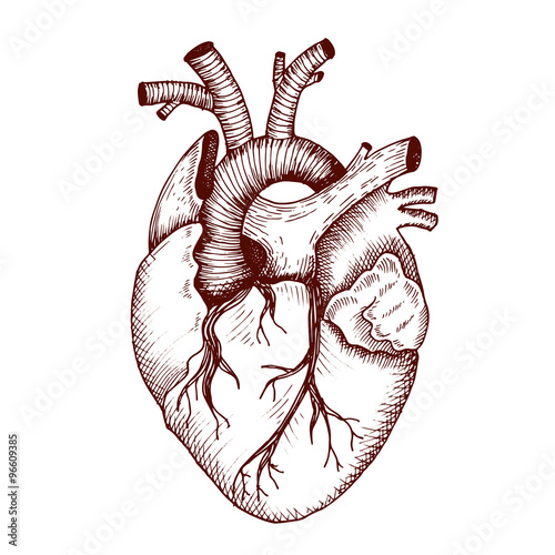 Anatomical heart - vector vintage style detailed illustration, human ...