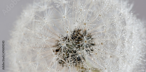 dandelion-z-kropli-wody-abstrakcyjne-tlo