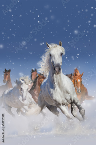Obraz na płótnie Horse herd run fast in winter snow field
