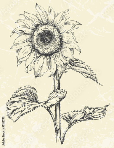 Hand drawn sunflower with leaves ans stem isolated on textured background