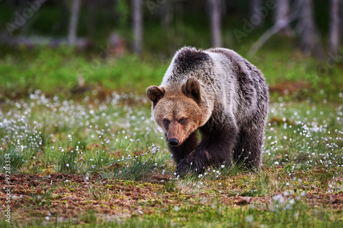 "Brown bear walking in the taiga" Stock photo and royalty-free images