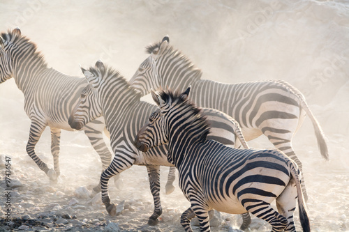 zebres-en-cours-d-39-execution-namibie-afrique
