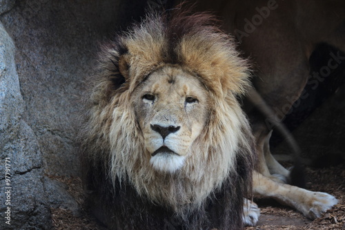 Obraz na płótnie staring lion