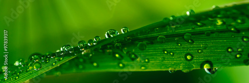 Water droplets on grass