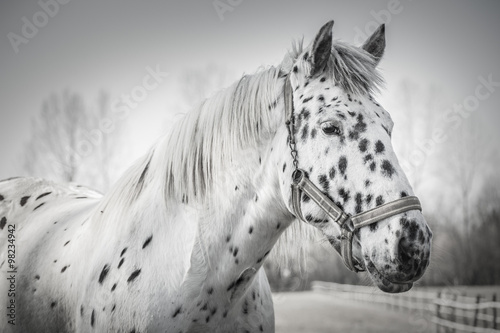  Portrait of horse in black and white