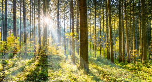 Wald im Sonnenschein