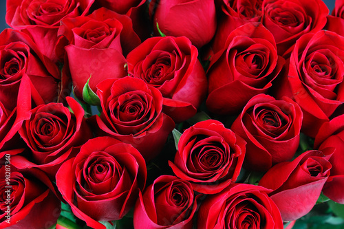 red rose background