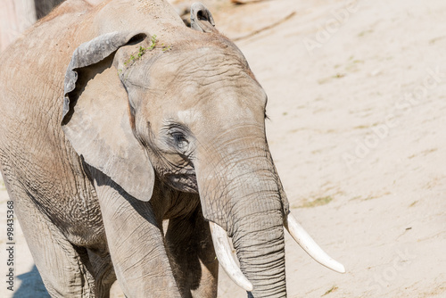Obraz na płótnie African Elephant Close Up In South Africa