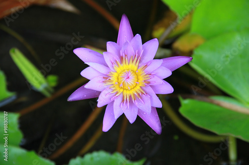 "Violet Lotus flower in the pool top view has some drop water on the