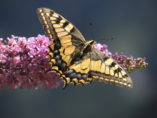 Farfalla Macaone