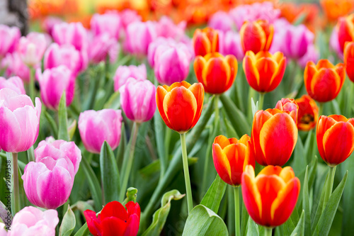Tulip flower fields