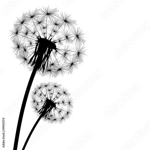 Obraz na płótnie black silhouette of a dandelion on a white background