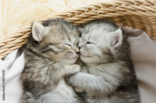 tabby kittens sleeping and hugging in a basket Poster