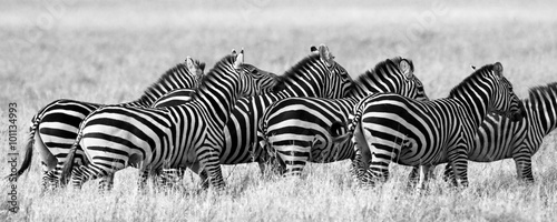 Group of zebras in the savannah. Kenya. Tanzania. National Park. Serengeti. Maasai Mara. An excellent illustration.