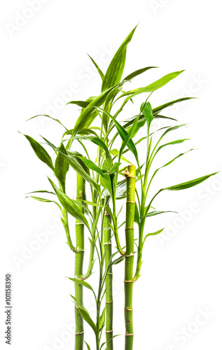 Fototapeta junge Bambuspflanzen vor weißem Hinterund