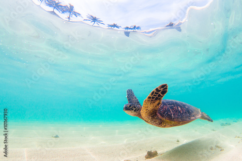 Póster En peligro de extinción de Hawai cruceros de la tortuga de mar verde en las agua