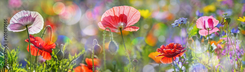 summer meadow with red poppies