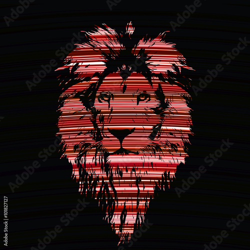 Obraz Fotograficzny Portrait of a Beautiful lion, lion in colorful background of rad