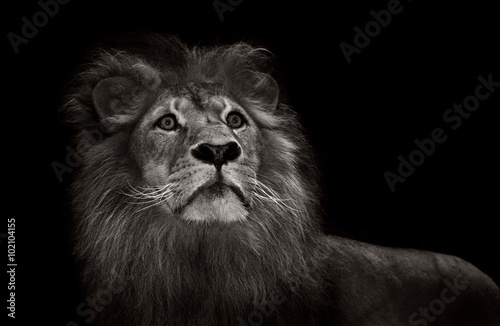Obraz na płótnie black and white lion