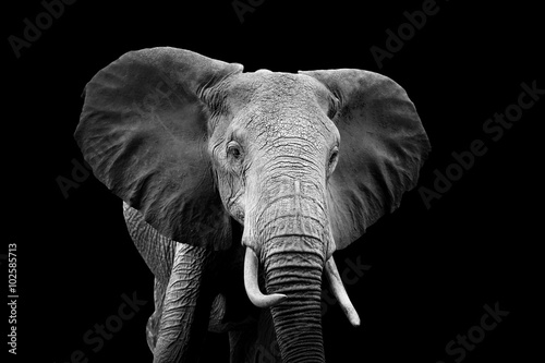 Obraz na płótnie Elephant on dark background