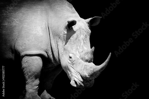 Obraz Fotograficzny Rhino on dark background