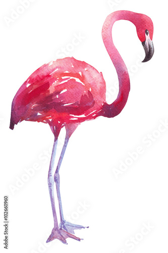 akwarela-ilustracja-czerwonak