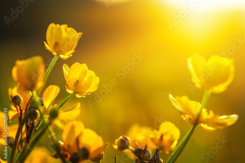 field of spring flowers