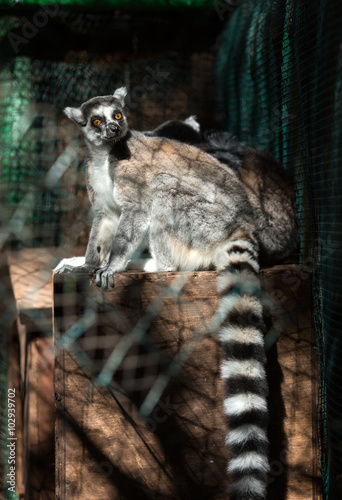 Poster Ring-tailed Lemur (Lemur catta) looks out with big, bright orange eyes and watches from a branch in Madagascar