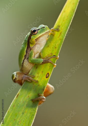 zielona-zaba-na-lisciu-trzciny-hyla-arborea