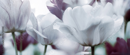 tinted tulips concept