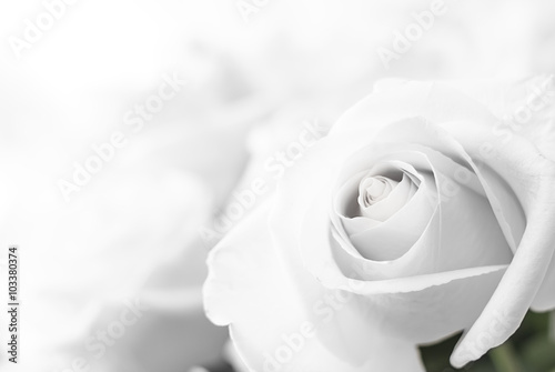 white roses close-up