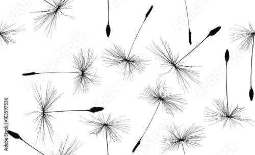 black-dandelion-large-seeds-seamless-background